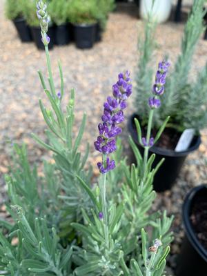 Lavandula Munstead