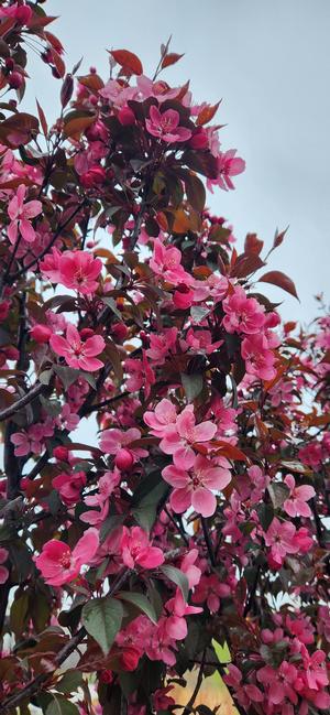 Malus Perfect Purple