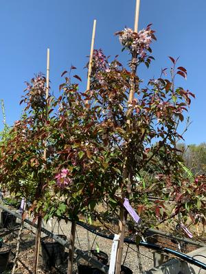 Malus Pink Spires