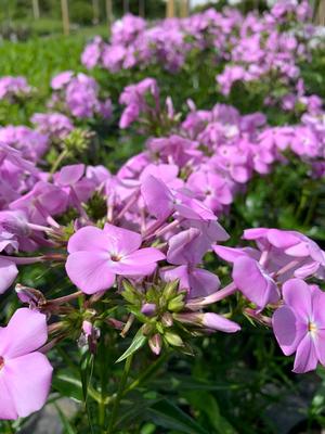 Phlox paniculata Amethyst Pearl