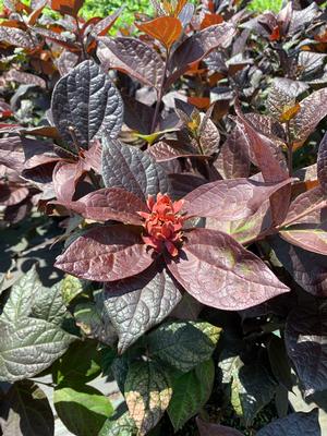 Calycanthus floridus Burgundy Spice (pp28886)