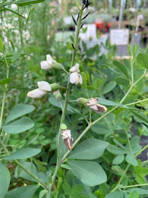 Baptisia alba var. macrophylla 