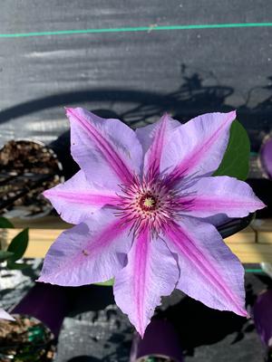 Clematis Candy Stripe