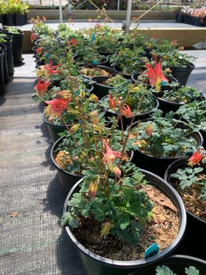 Aquilegia canadensis Little Lanterns