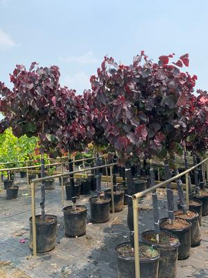 Cercis canadensis Black Pearl™ 'JN16' (pp28627) 