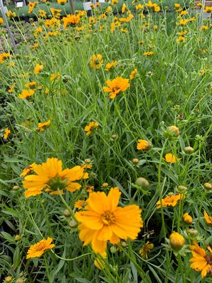 Coreopsis lanceolata 