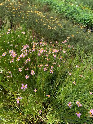 Coreopsis rosea American Dream