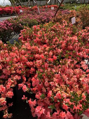 Azalea-Rhododendron Gable hybrid Blaauws Pink