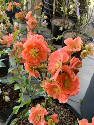 Chaenomeles Double Take® Peach (pp30231) 