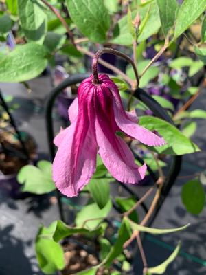 Clematis Alionushka