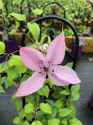 Clematis Hagey Hybrid