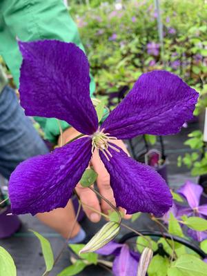 Clematis Jackmanii Superba