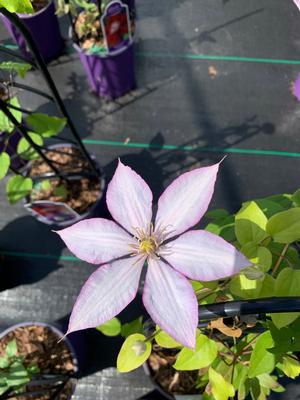 Clematis Samaritan Jo