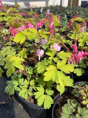 Dicentra spectabilis Yellow Leaf