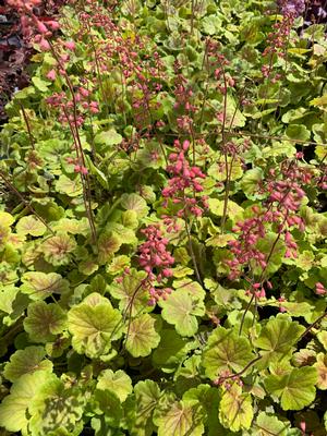 Heuchera Northern Exposure Sienna