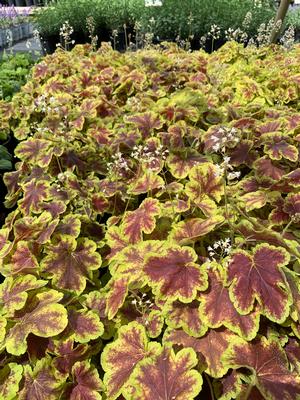 Heucherella x Solar Eclipse