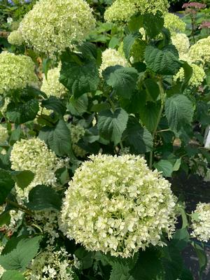 Hydrangea arborescens Invincibelle Limetta® (pp30431) 