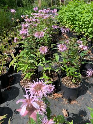 Monarda 