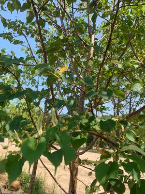 Tilia cordata Greenspire