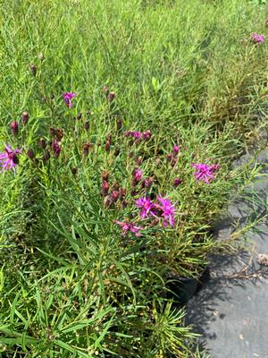 Vernonia x Southern Cross