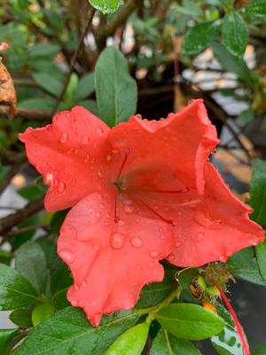 Azalea-Rhododendron Robin Hill hybrid Gillie