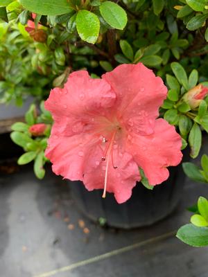 Azalea-Rhododendron Satsuki hybrid Gumpo Pink