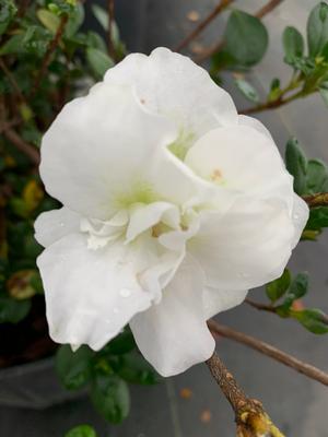 Azalea-Rhododendron Linwood hybrid Hardy Gardenia