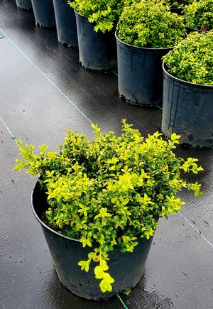 Buxus microphylla Kingsville