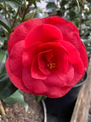 Camellia japonica Christmas Beauty