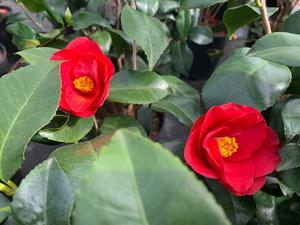 Camellia japonica Greensboro Red