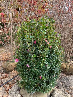 Camellia sasanqua Long Island Pink