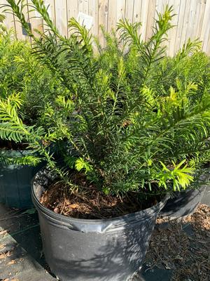 Cephalotaxus harringtonia Duke Gardens