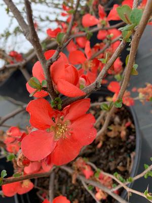 Chaenomeles speciosa Texas scarlet