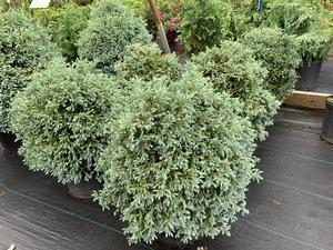 Chamaecyparis pisifera Curley Tops