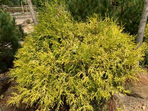 Chamaecyparis pisifera filifera aurea Gold Mops