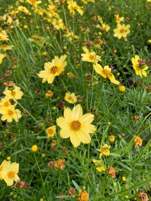 Coreopsis Creme Brulee