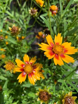 Coreopsis Daybreak