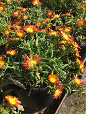 Delosperma Fire Spinner