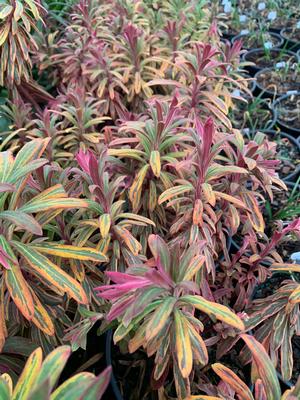 Euphorbia X martini Ascot Rainbow