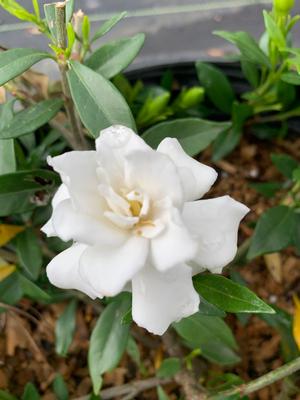 Gardenia jasminoides Radicans