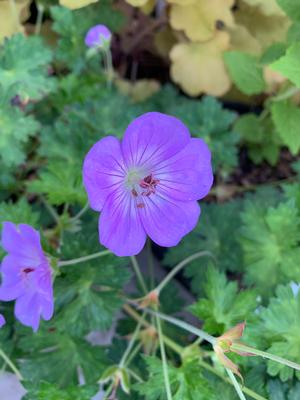 Geranium wallichianum x himalyense Azure Rush