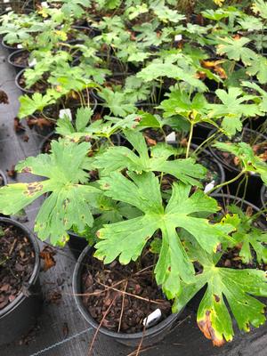 Geranium maculatum 