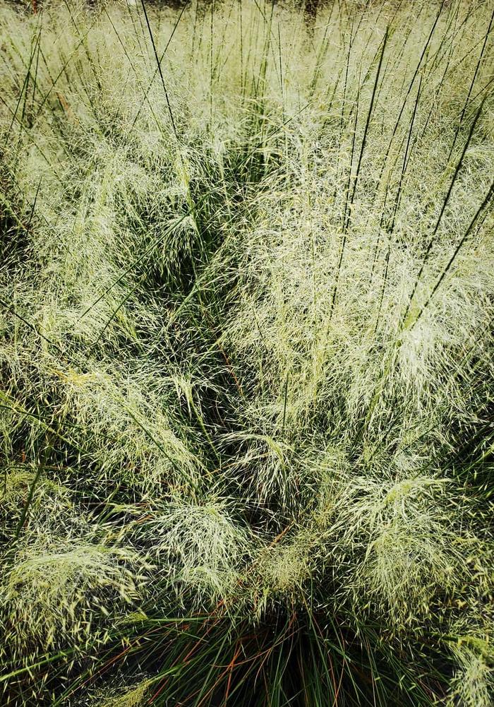 Muhlenbergia capillaris White Cloud