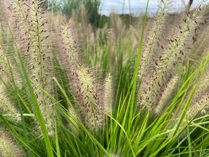 Pennisetum alopecuroides Red Head