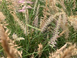 Pennisetum orientale Karley Rose