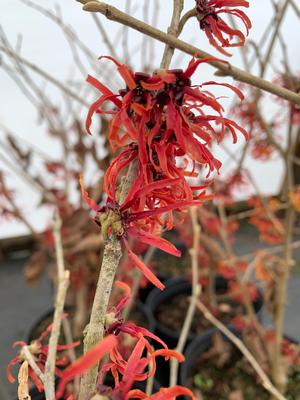 Hamamelis X intermedia Diana