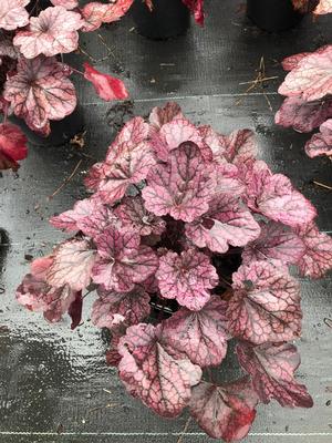 Heuchera Grape Expectations