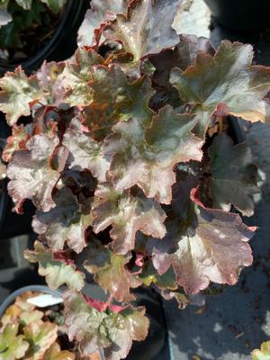 Heuchera Palace Purple