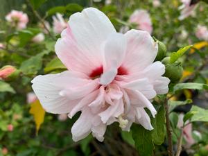 Hibiscus syriacus Strawberry Smoothie™ 