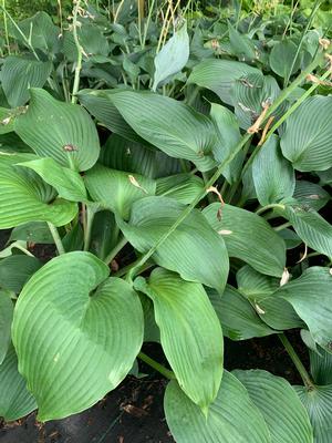 Hosta Blue Angel